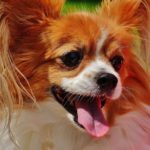 dog-chihuahua-cute-small-dog-162212