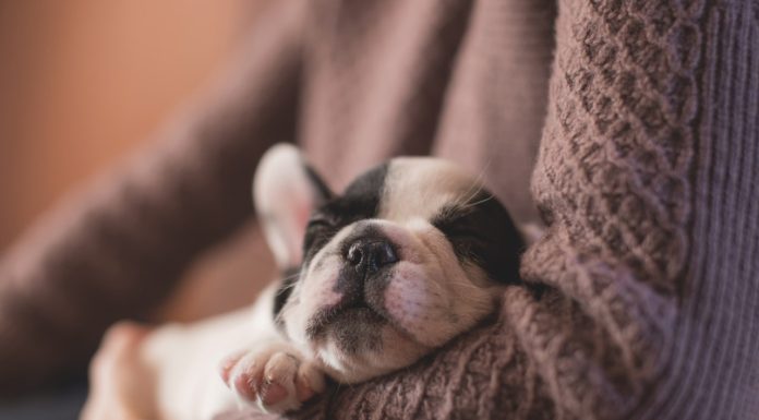 Den ultimative guide til din hundehvalps søvn hundehvalps søvn