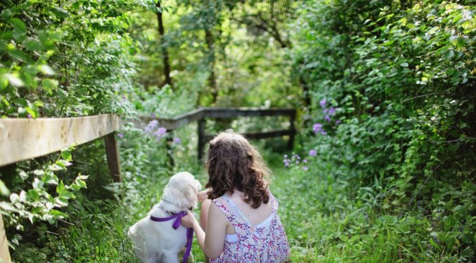 Den lette guide til at få gjort din hundehvalp renlig