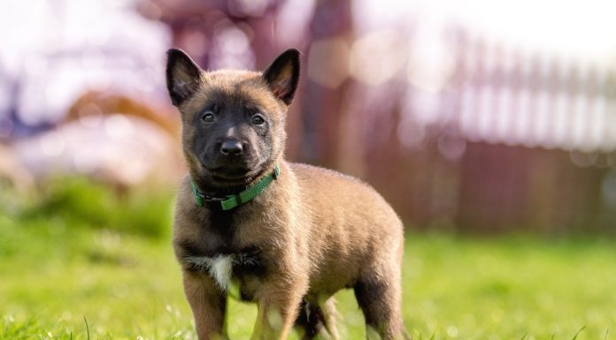 Hvalpe og hundemad – hvor ofte bør jeg fodre min hundehvalp