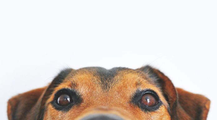 Når hunde slikker på mennesker