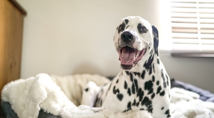 Hundehvalp med dårlig ånde