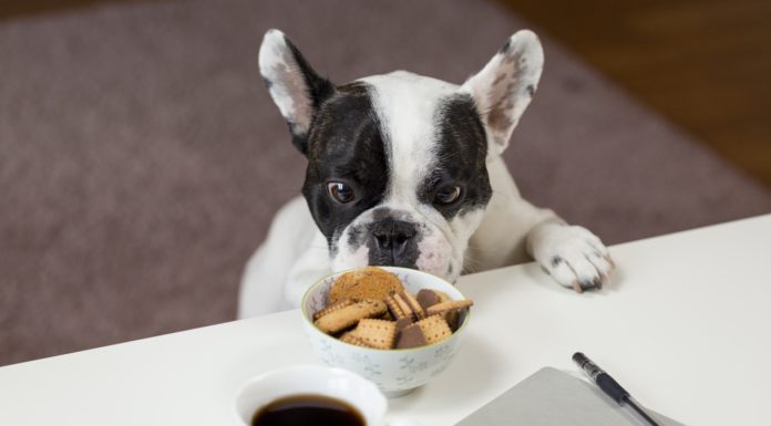 Hvad må hunde ikke spise? (Hvad kan hunde ikke tåle) hund der spiser fra bordet