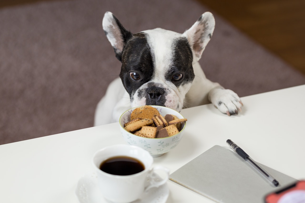 Læring Usikker lette Hvad må hunde ikke spise & hvad kan hunde ikke tåle?