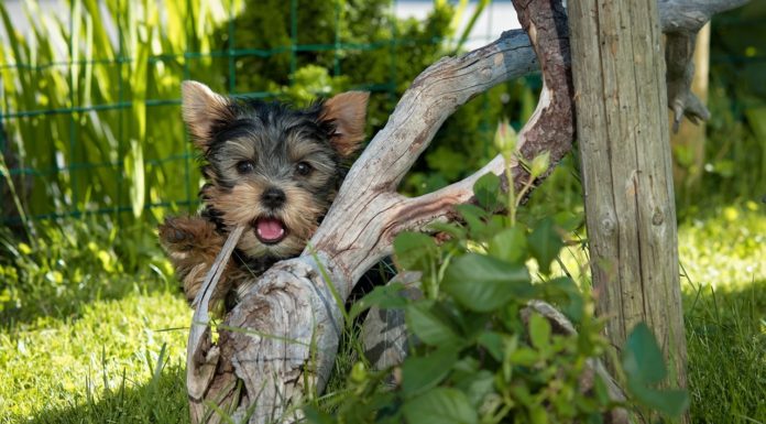 Når hundehvalpen piver