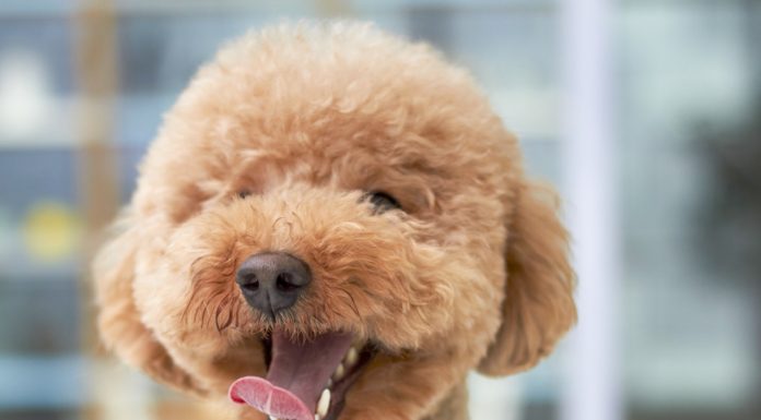 Hundehvalp opdragelse Hundehvalp opdragelse