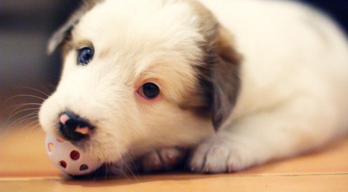 Når hundehvalpen bider