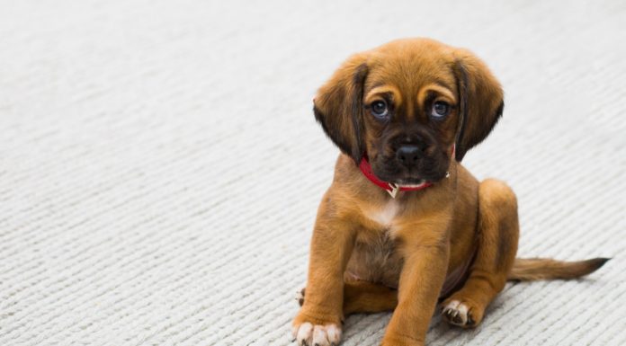 Din hundehvalps udvikling uge for uge hundehvalps udvikling