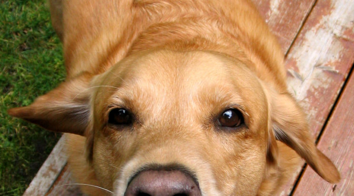 Min hund gør – 4 gode råd når hunden gør Når hunden gør