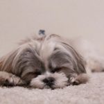 adam-grabek-JCXANpeR2XI-unsplash