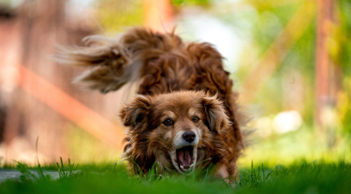 Ved du hvorfor din hund spiser græs?