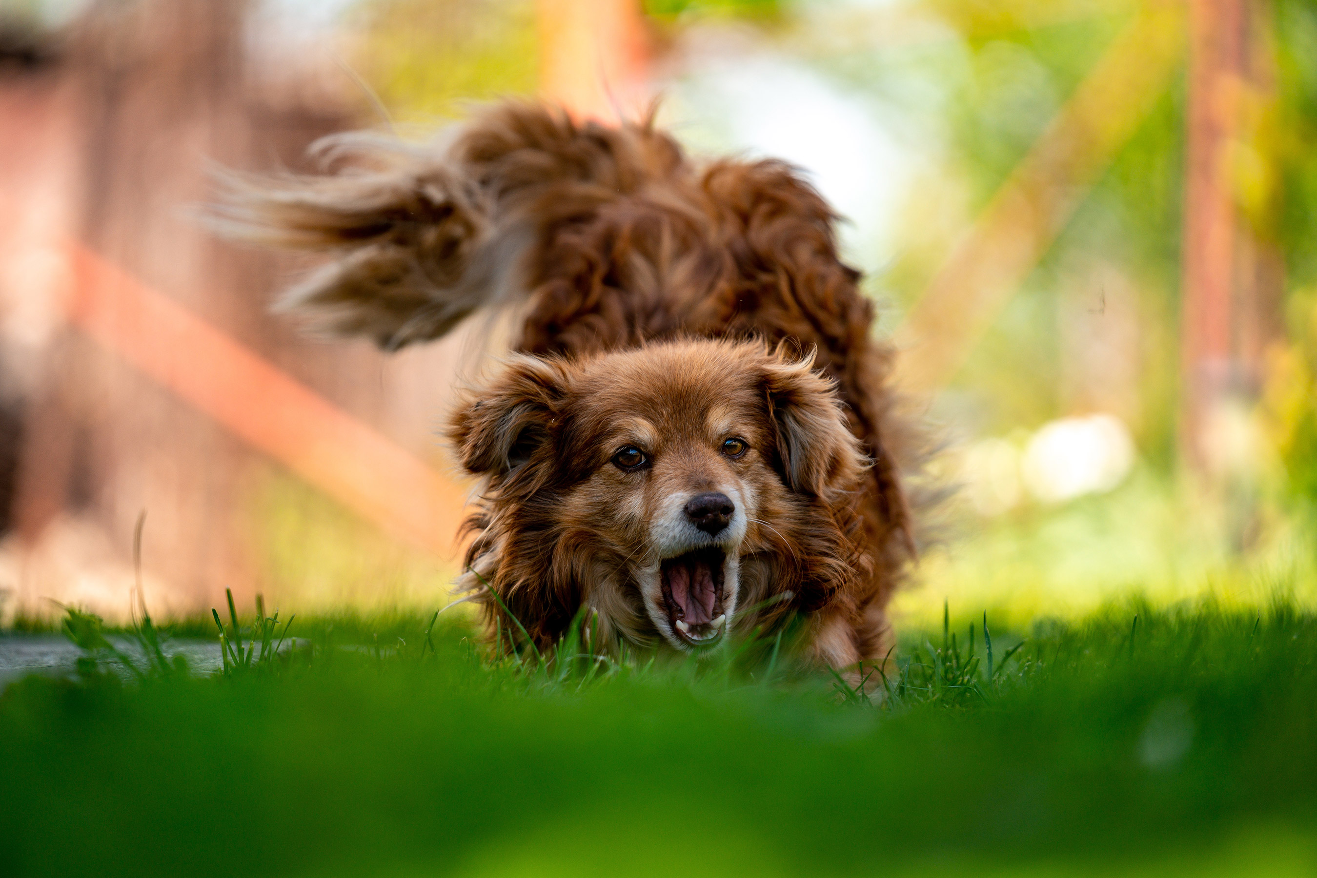 Hund spiser græs - Hvorfor spiser hund og er det