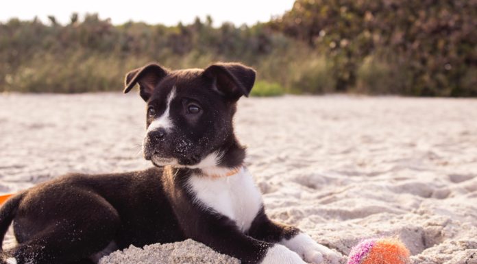Lær at kende reglerne for hunde på stranden hvalp på stranden med bold