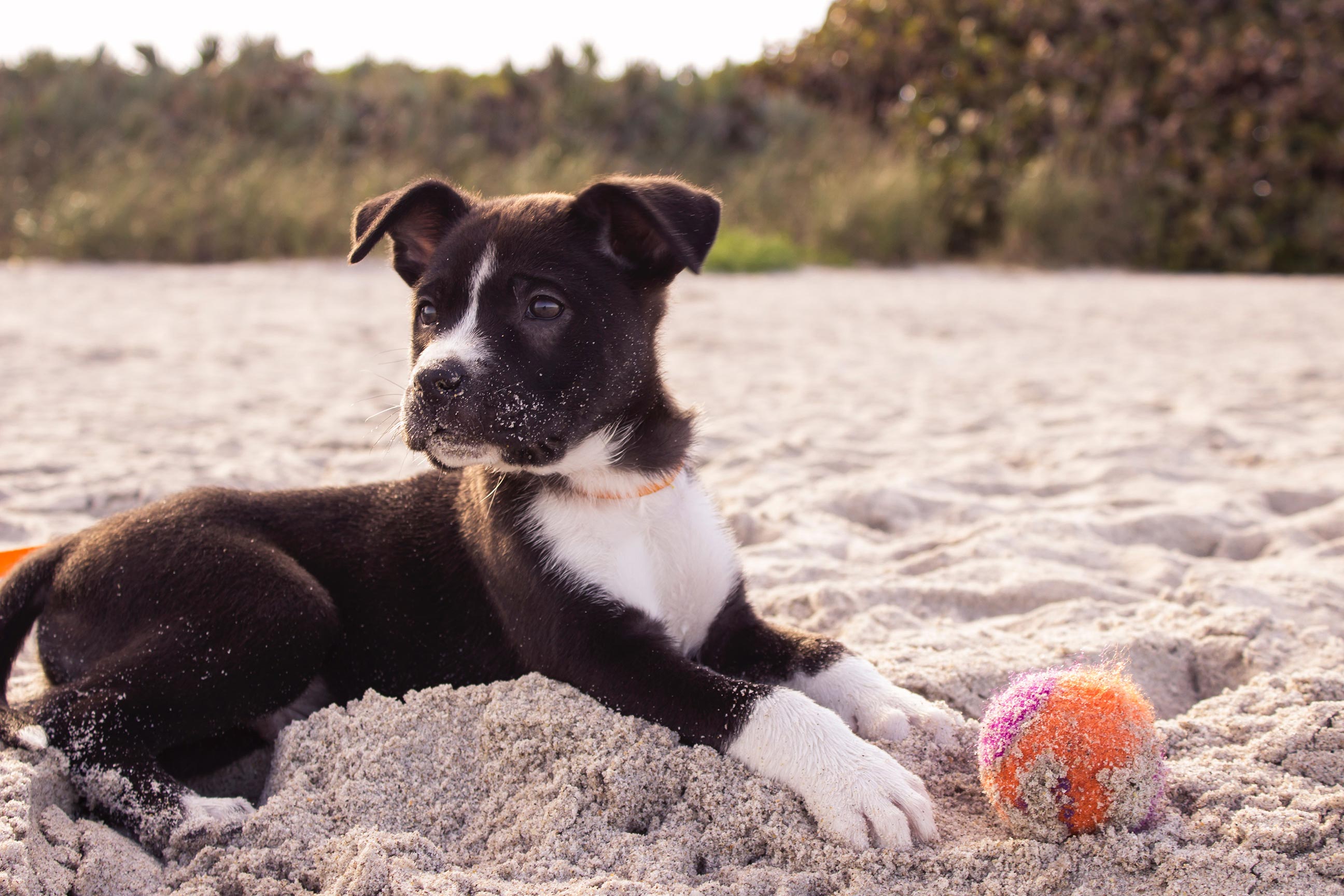 Lær at kende reglerne for hunde stranden -