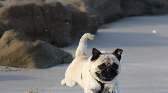 Dette skal du vide, når du skal have din hund med i fly hund der hopper i løb