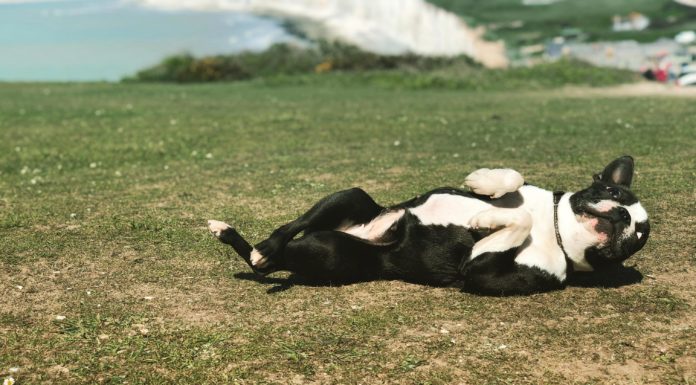 Din hund klør sig, hvad skal du gøre? hund ruller sig på græsplæne