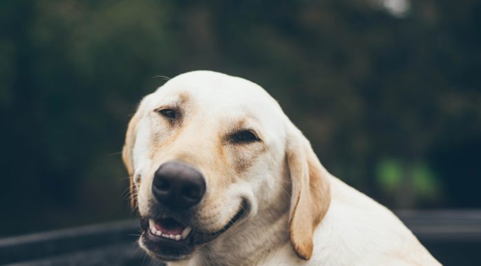 Din hund har dårlig mave – Hvad skal du gøre? smilende labrador