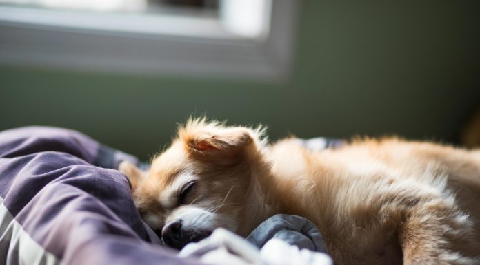 Fordele og ulemper ved at have din hund i sengen lille hund der sover i seng
