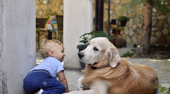 Vær opmærksom på disse ting, når hund og baby skal mødes hund og baby leger