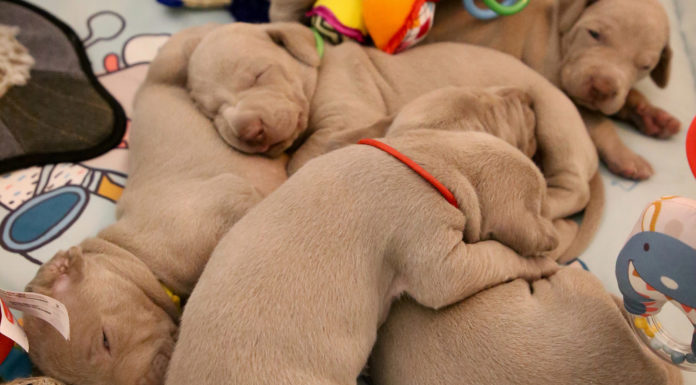 Drægtig hund – et overblik over forløbet drægtig hund hundehvalpe