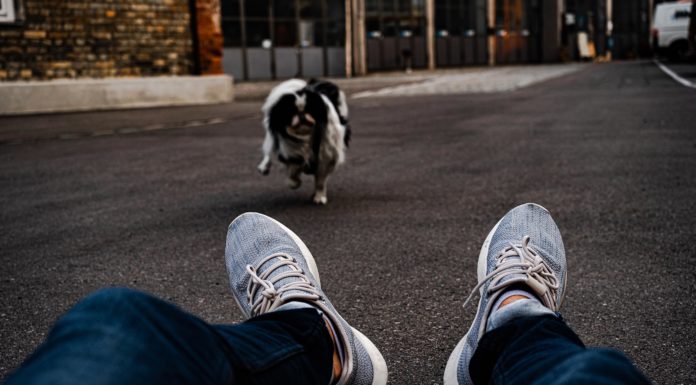 10 gåde råd hvis jeres hund hopper op Hund der løber