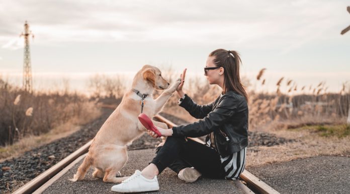 Hund i tog, bus eller metro – find reglerne her hund giver high five til kvinde