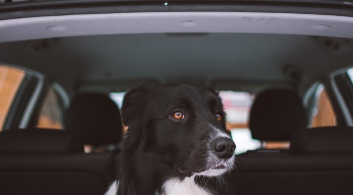 Gode råd til at have hund i bil hund i bagagerum