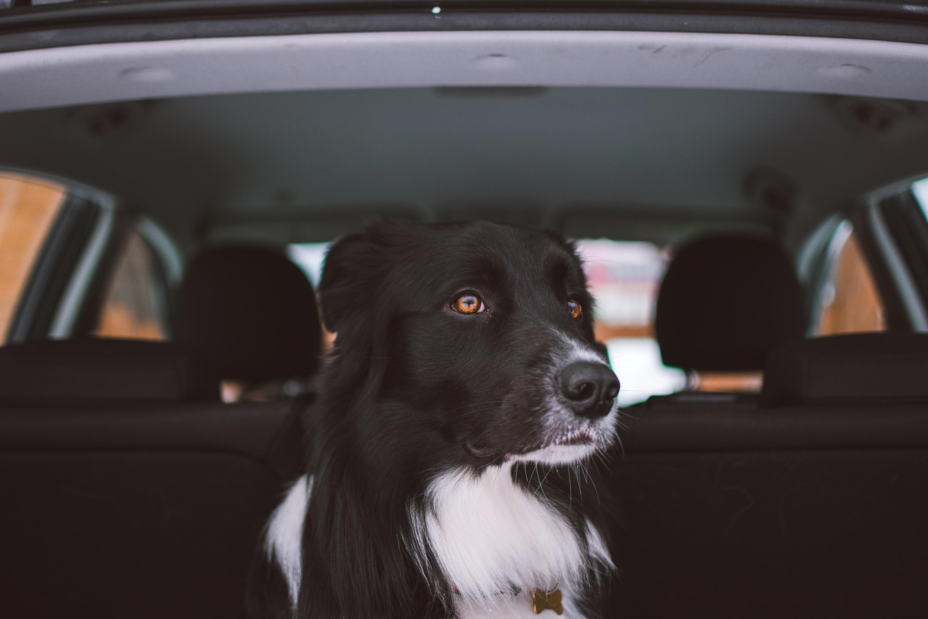 Appel til at være attraktiv Lamme Skuldre på skuldrene Hund i bil - Dette SKAL du vide i 2021 - Klik og se mere.