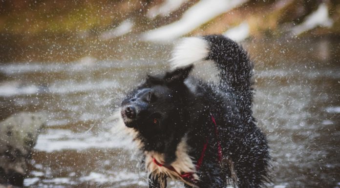 Find ud af hvorfor din hund ryster hund, der ryster vand af sig