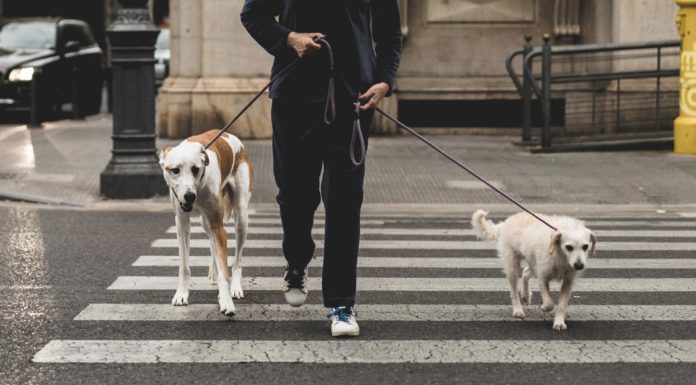 Husk at have din hund i snor