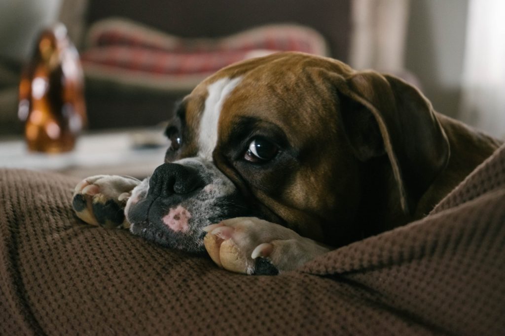 engelsk bulldog med poterne i sofa