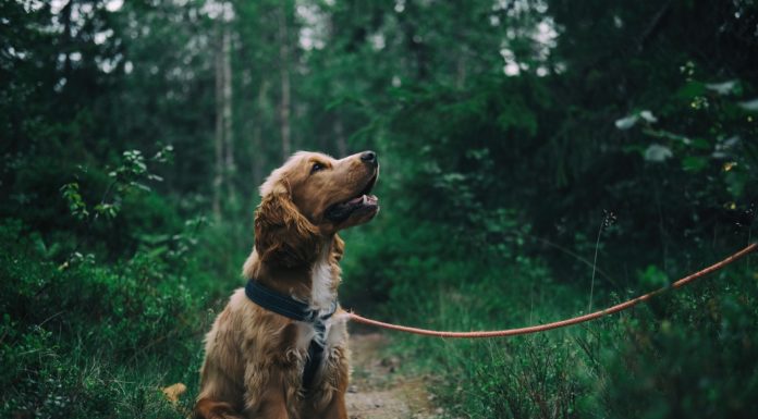 Hvilke hunde vacciner skal din hund have? hund i skoven