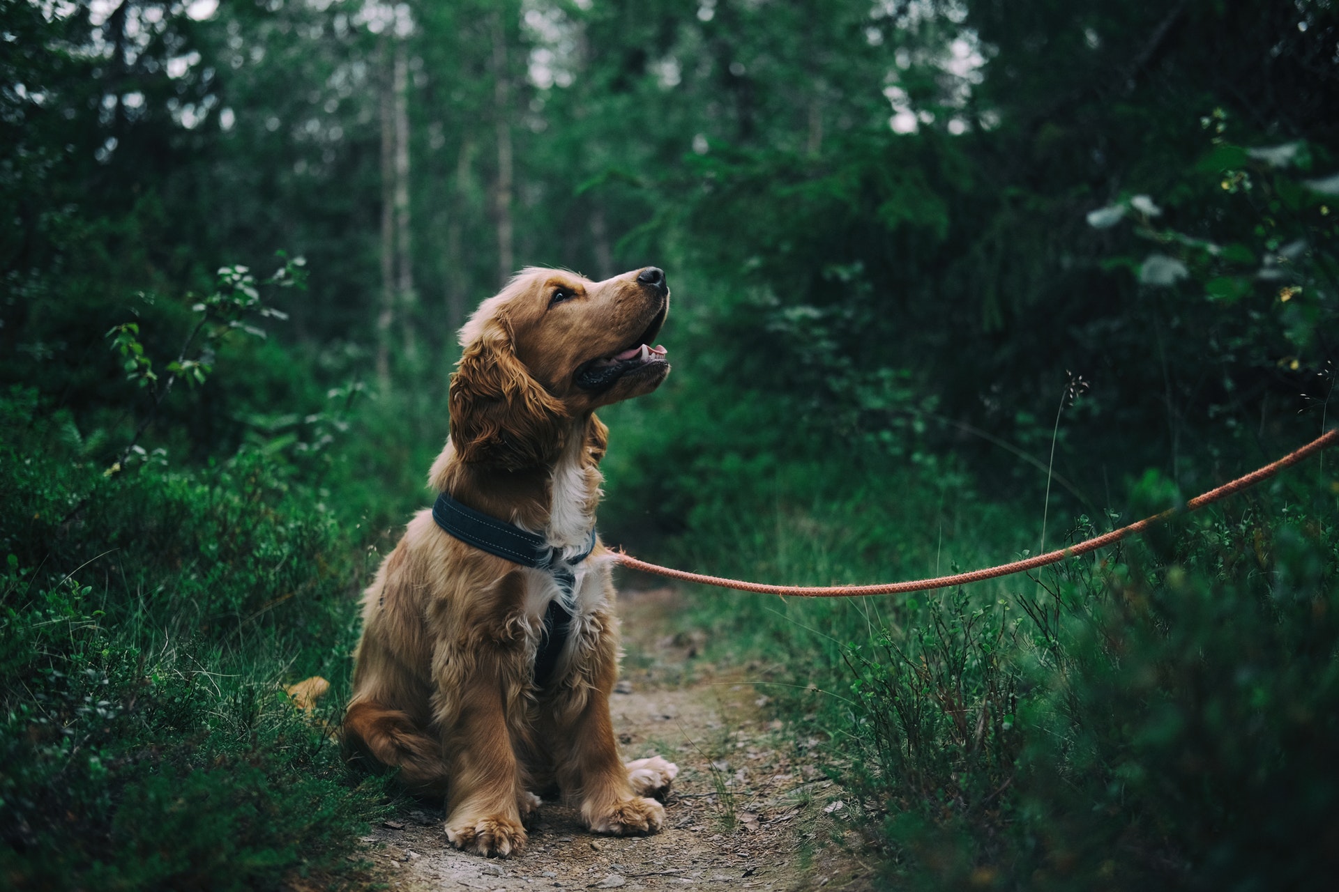 ekko grænse forbrydelse Hvilke hunde vacciner skal din hund have? - BullerBox