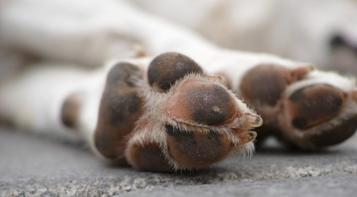 6 grunde til din hund slikker poter hundepoter