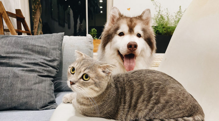 Hund og kat sammen – det skal du vide Hund og kat sammen