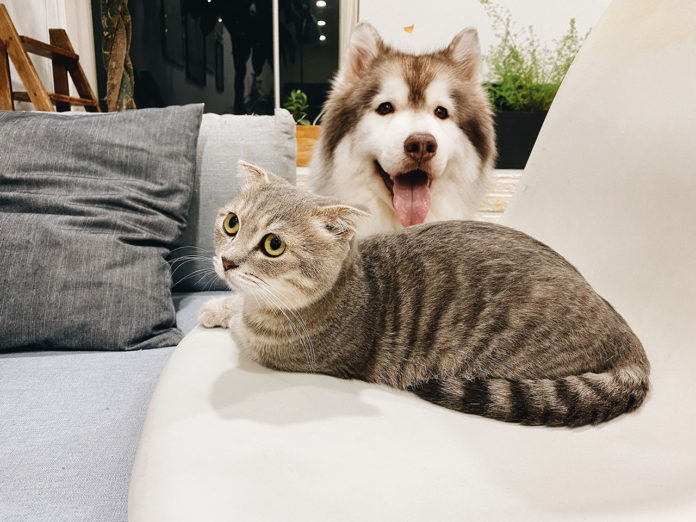 Hund og kat sammen