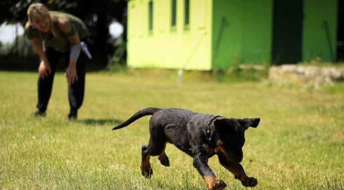 Hund kan ikke finde ro – se hvad det kan betyde hundehvalp kan ikke finde ro