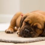 Hunde adfærd