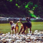 Hunde parring