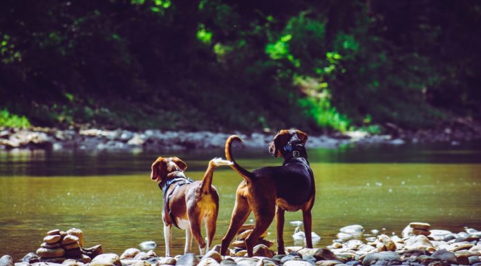 Hunde parring – det skal du være opmærksom på Hunde parring