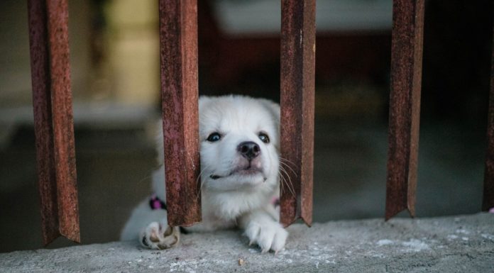 Har din hund lopper? Se hvad du kan gøre hund har lopper