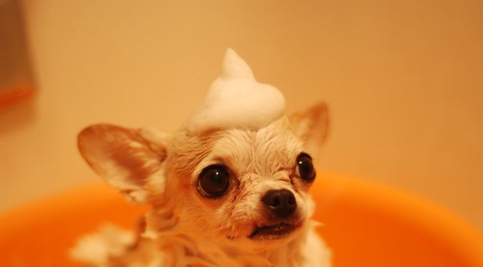 Hundehvalp og bad Hvalpe svømning