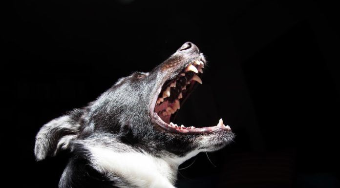 Min hund hoster – det skal du være opmærksom på min hund hoster