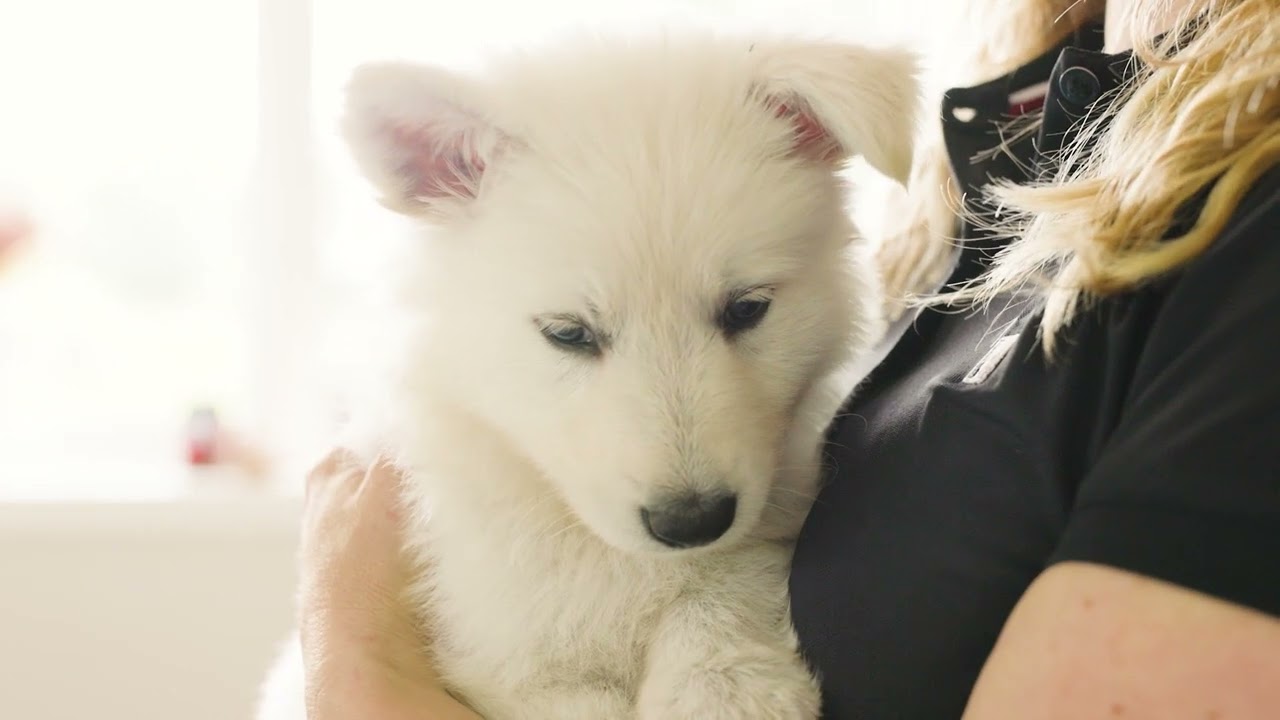 Statera Dogcare Calm Paste til hund 01