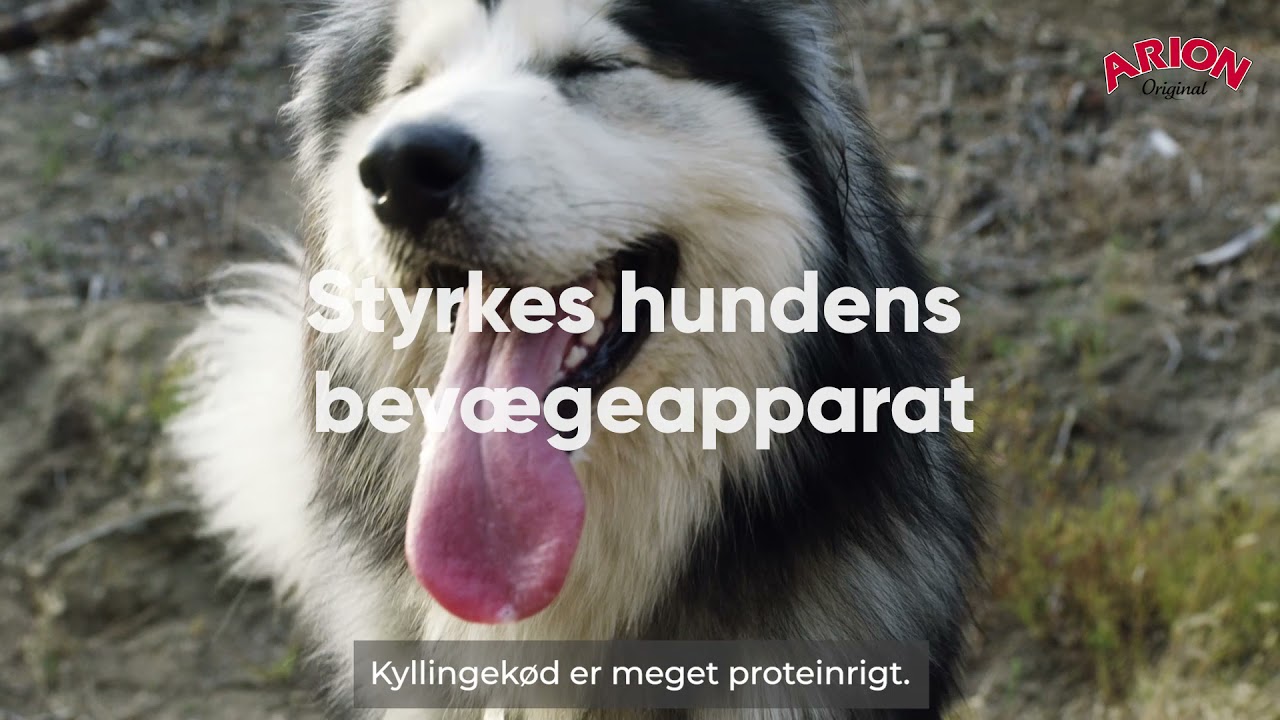 ArionOriginal maintenance giant Hundefoder 1224355