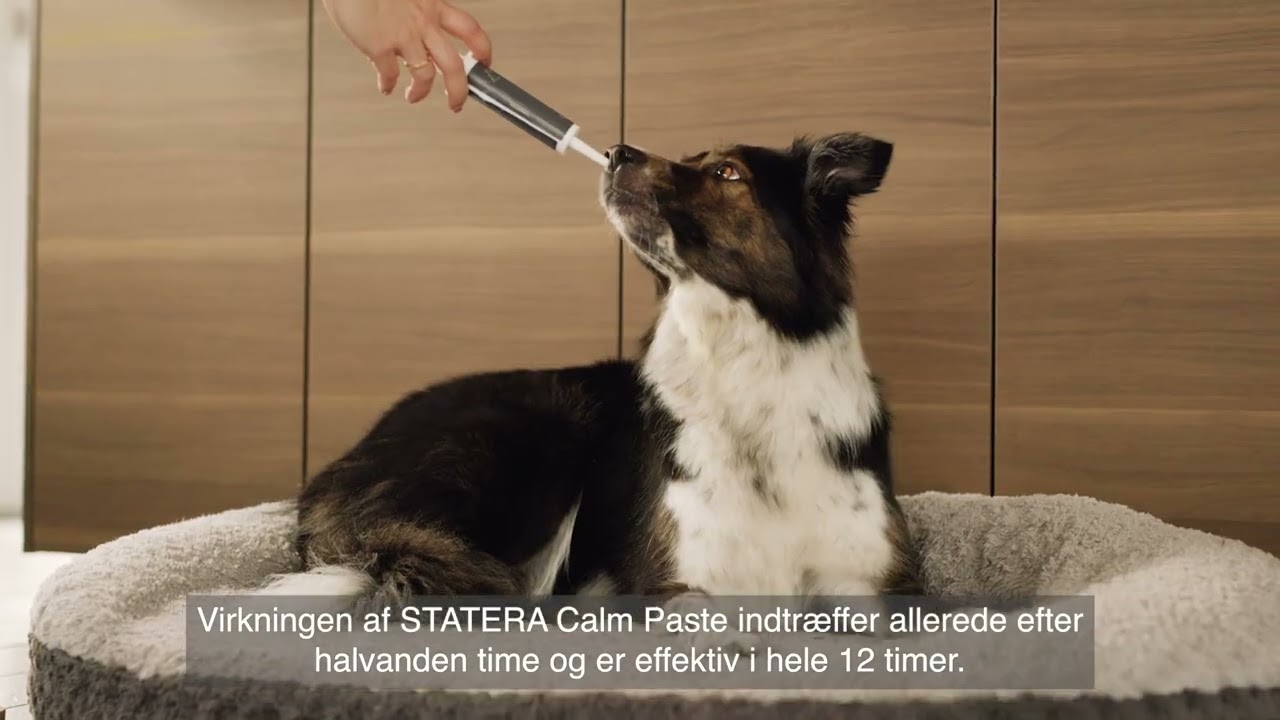 Statera Dogcare Calm Paste til hund 01