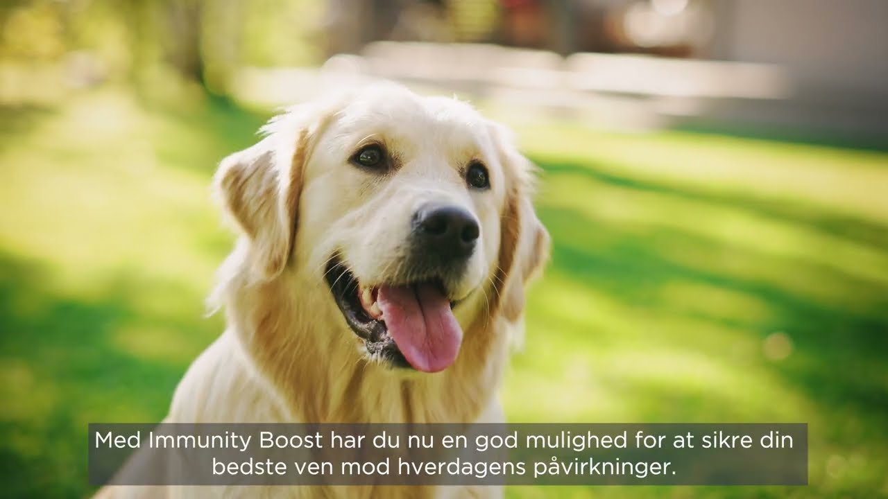 Statera Dogcare Immunity Boost til hund 01