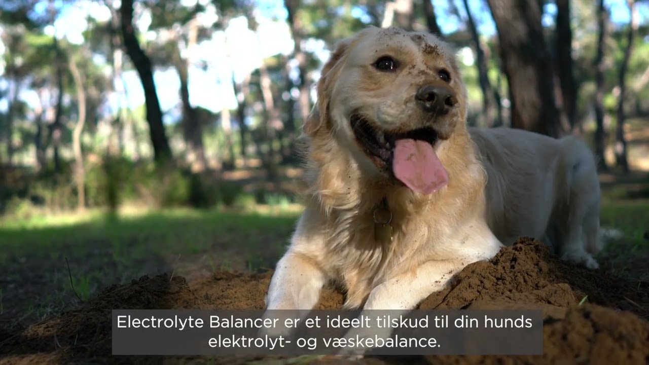 Statera Dogcare Electrolyte Balancer tilhunde 01