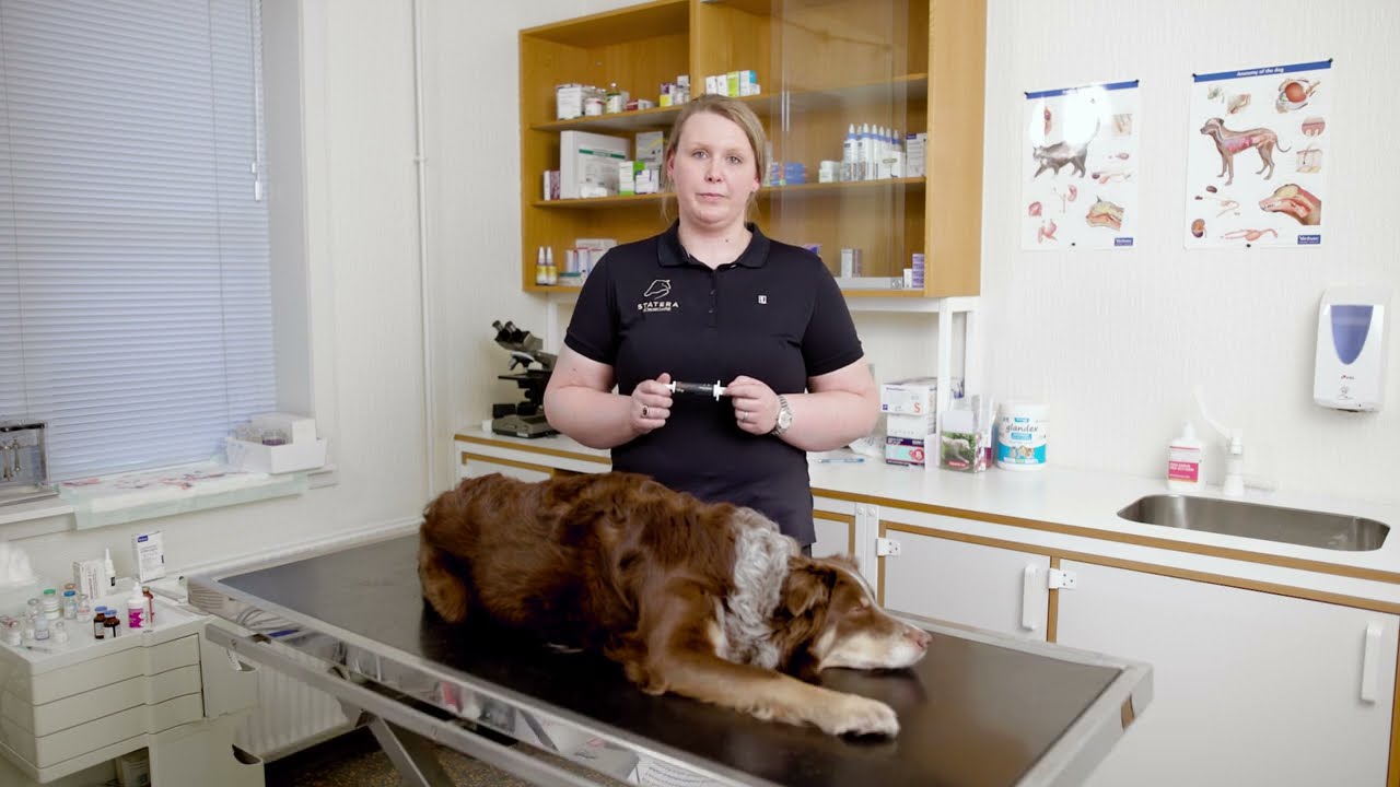 Statera Dogcare Instant Diastop til hund 01