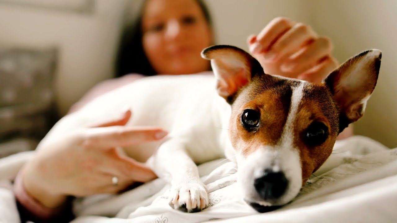 Statera Dogcare Calm Paste til hund 01